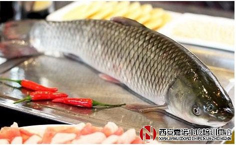 烤魚(yú)怎么挑選優(yōu)質(zhì)的魚(yú)